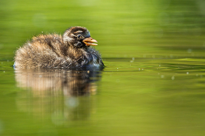 Die kleinen Taucher sind sehr scheu und damit schwer zu fotografieren.