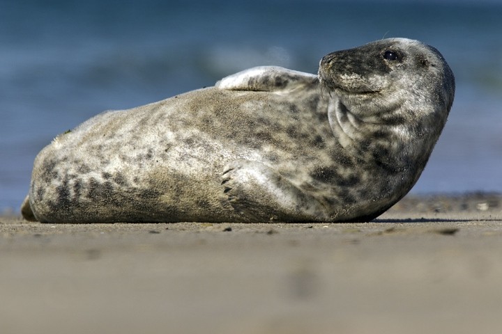 Kegelrobbe (Halichoerus grypus) / Grey Seal