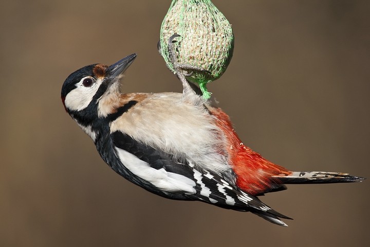 Ein witziges Bild. Der Buntspecht hängt am Meisenknödel.
