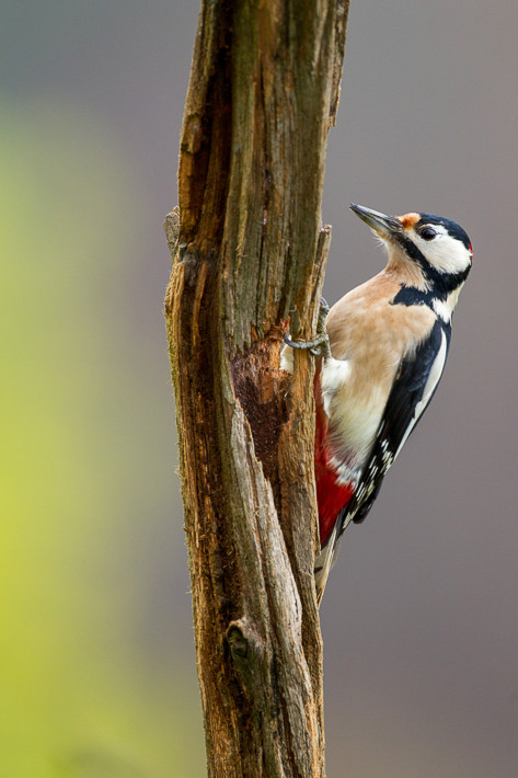 Buntspecht (Dendrocopos major) / Great Spotted Woodpecker