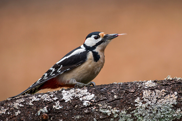 Buntspecht (Dendrocopos major)