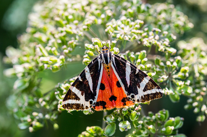 Gegenlichtfotografie - Die Schmetterlinge lieben den Wasserdost (Eupatorium).