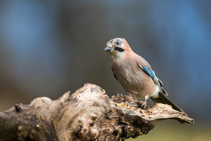Eichelhäher (Garrulus glandarius)
