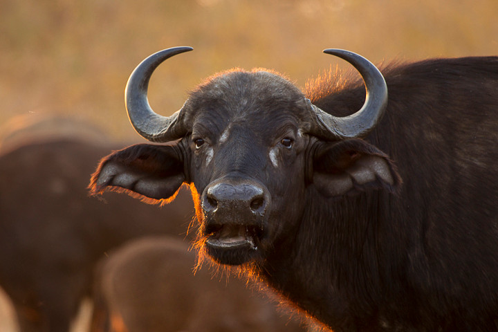 Afrikanischer Büffel (Syncerus caffer)