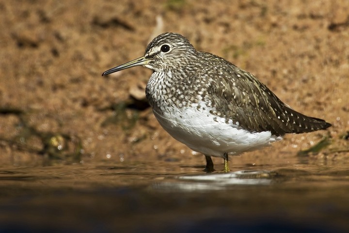 Waldwasserläufer (Tringa ochropus)