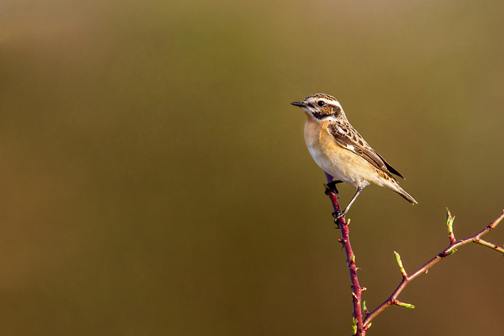 Braunkehlchen (Saxicola rubetra) / Whinchat