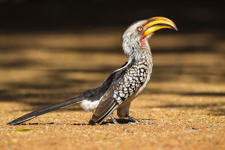 Südlicher Gelbschnabeltoko (Tockus leucomelas) / Southern Yellow-billed Hornbill