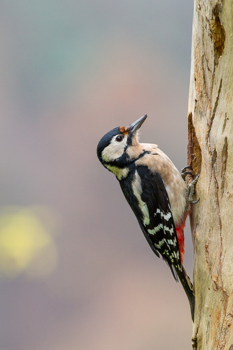 Buntspecht (Dendrocopos major) / Great Spotted Woodpecker