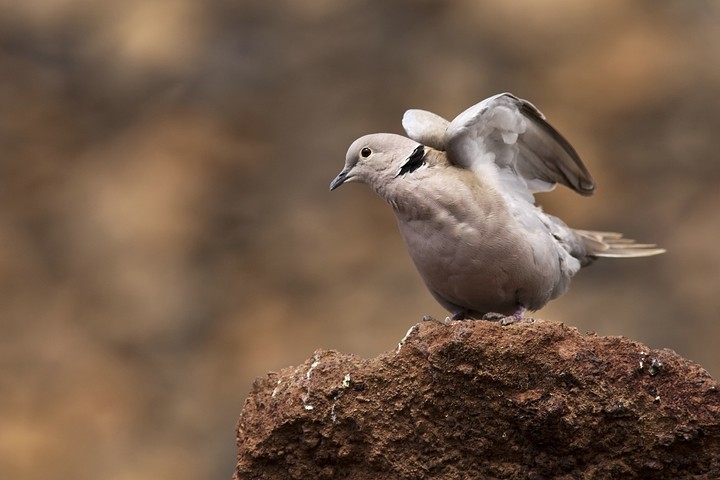 Türkentaube (Streptopelia decaocto) / Eurasian Collared Dove
