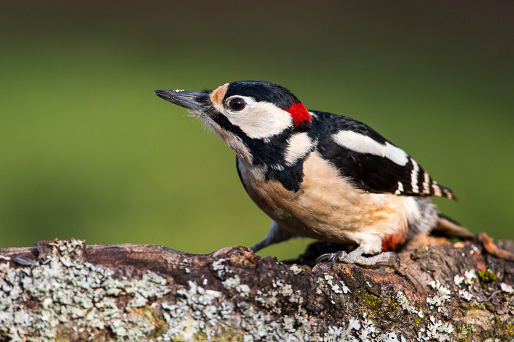 Buntspecht (Dendrocopos major)