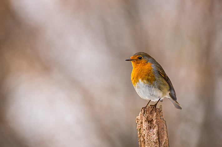 Rotkehlchen (Erithacus rubecula)
