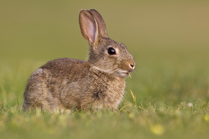 Wildkaninchen (Oryctolagus cuniculus) / European Rabbit - Dennis