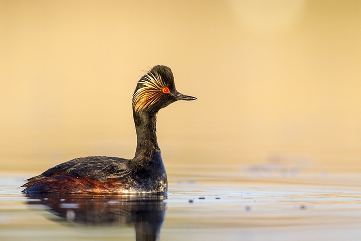 Schwarzhalstaucher (Podiceps nigricollis) / Black-necked Grebe