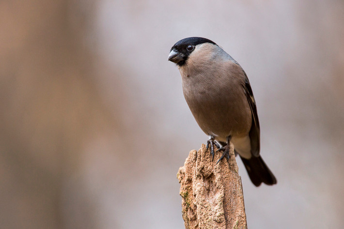 Gimpel (Pyrrhula pyrrhula)