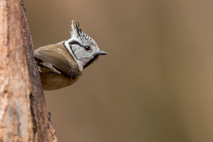 Haubenmeise (Lophophanes cristatus)