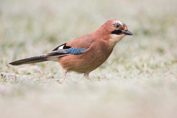 Eichelhäher (Garrulus glandarius)