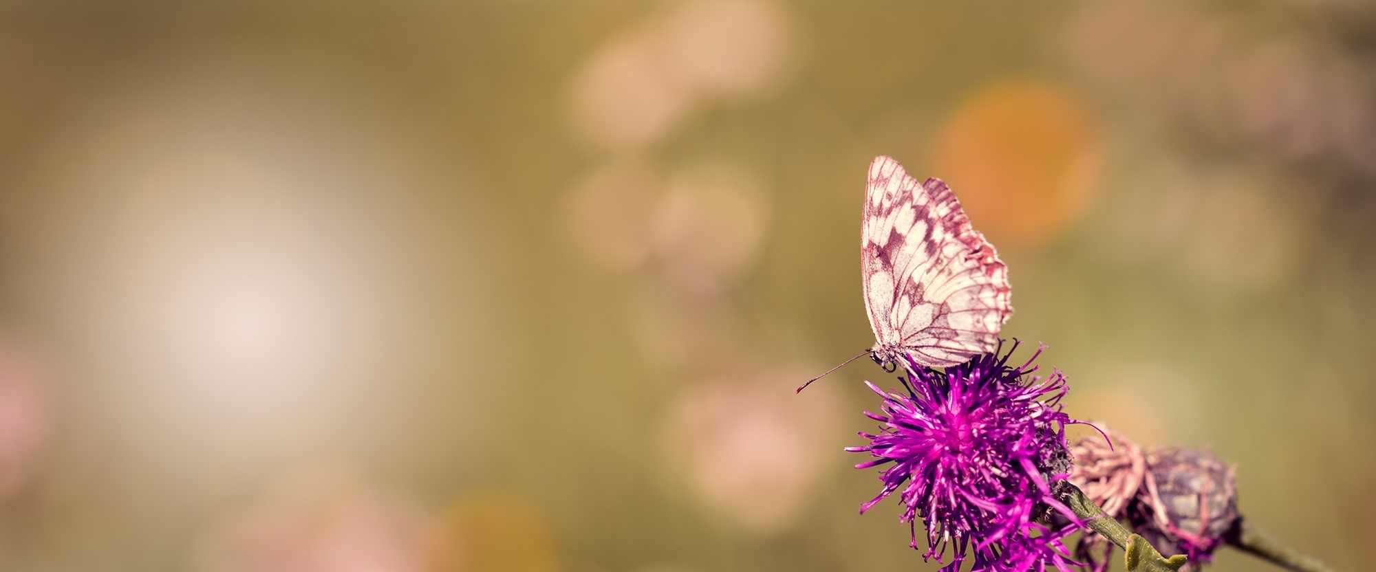 Elternberatung bei einvernehmlicher Scheidung | §95 Abs. 1a AußStrG ...