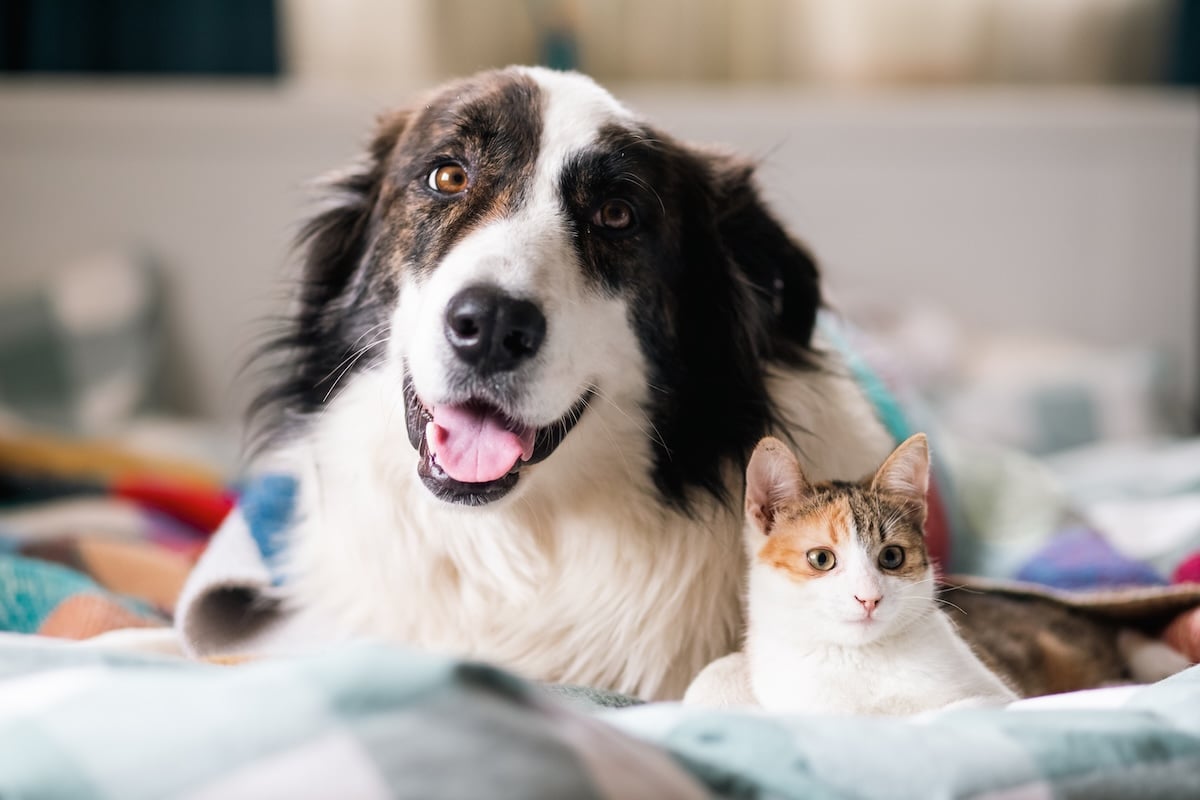 Zahngesundheit bei Hund und Katze – moderne Dentalbehandlung in der Kleintierpraxis Rheiderland in Bunde