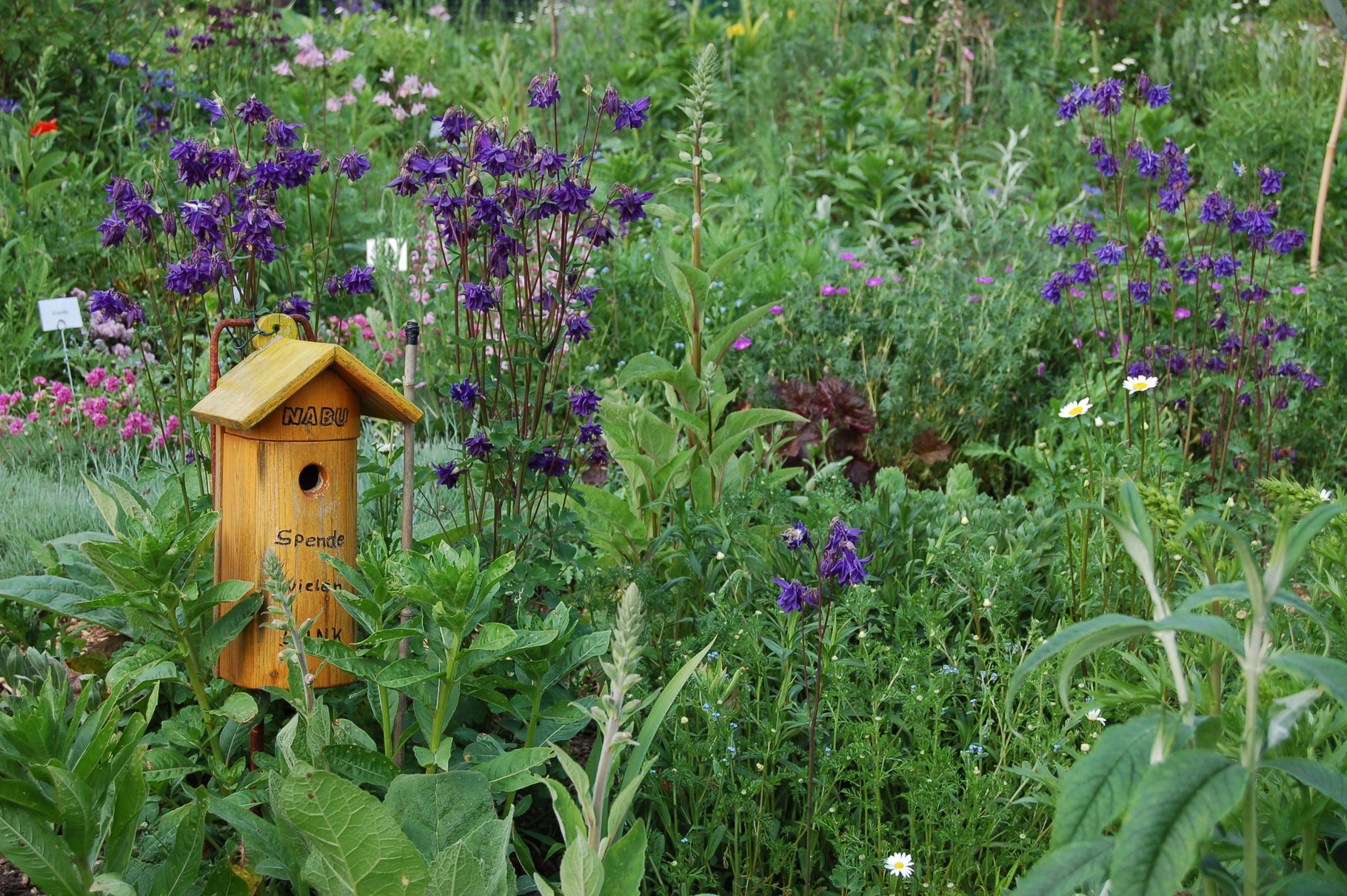 Insektenfreundliche Pflanzen NABUKisdorfer Wohld