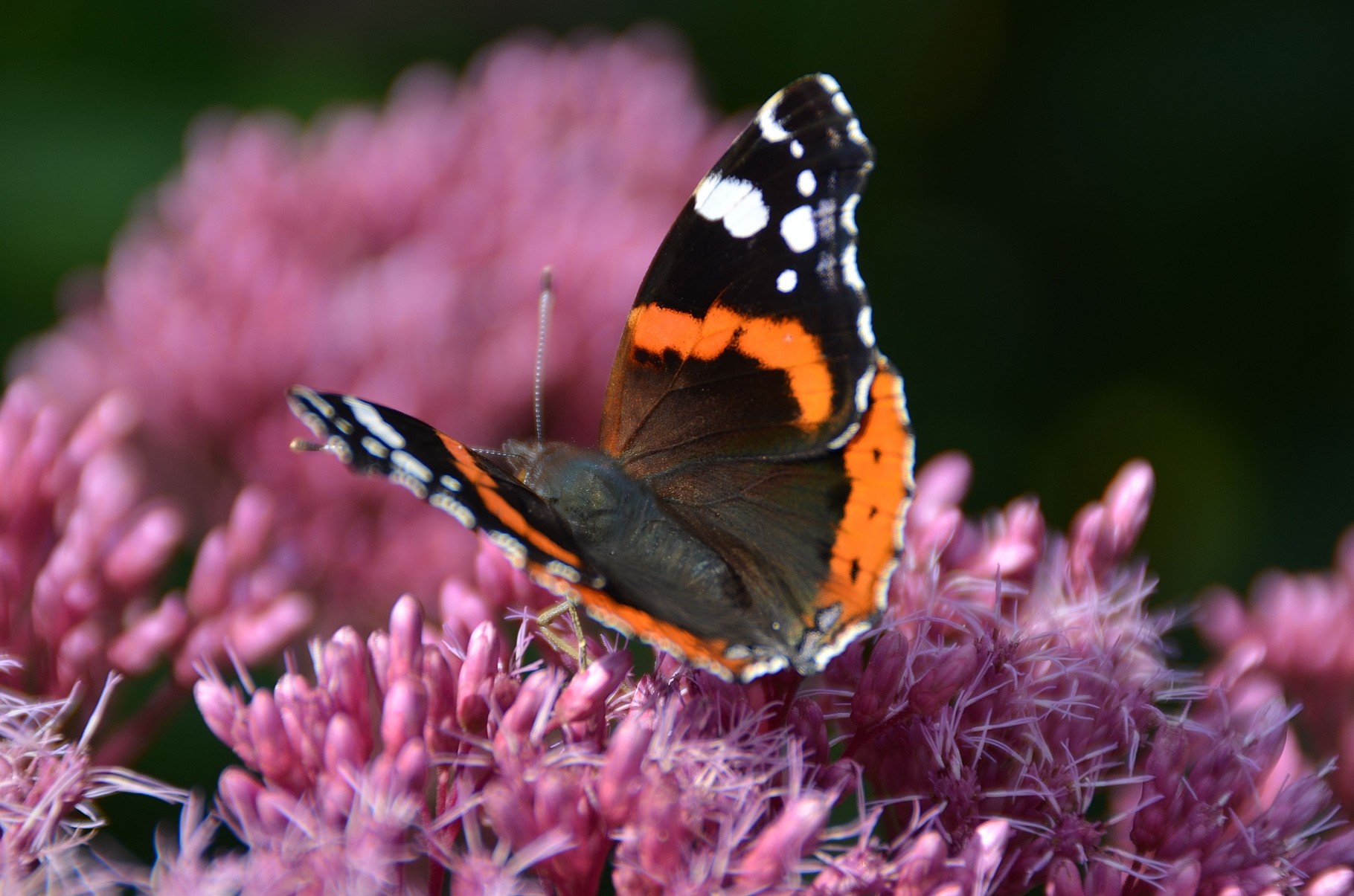 Offener Garten im Schmetterlingsgarten Kaltenkirchen