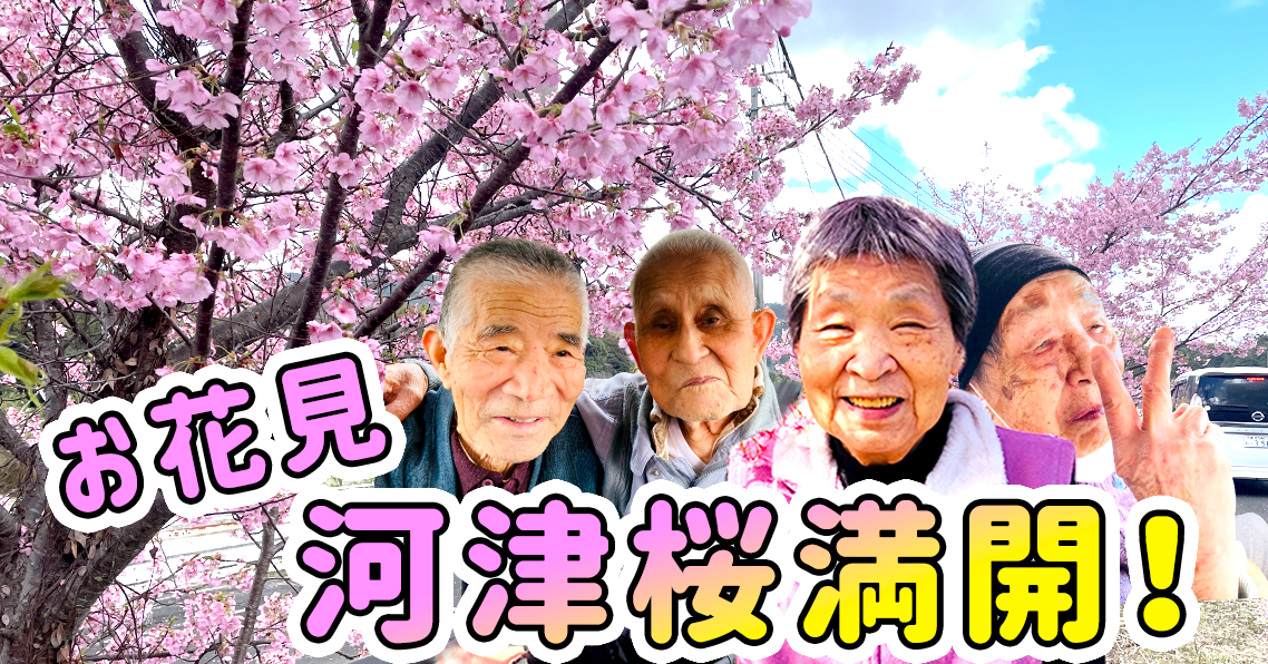 【お花見】臼杵の河津桜満開！