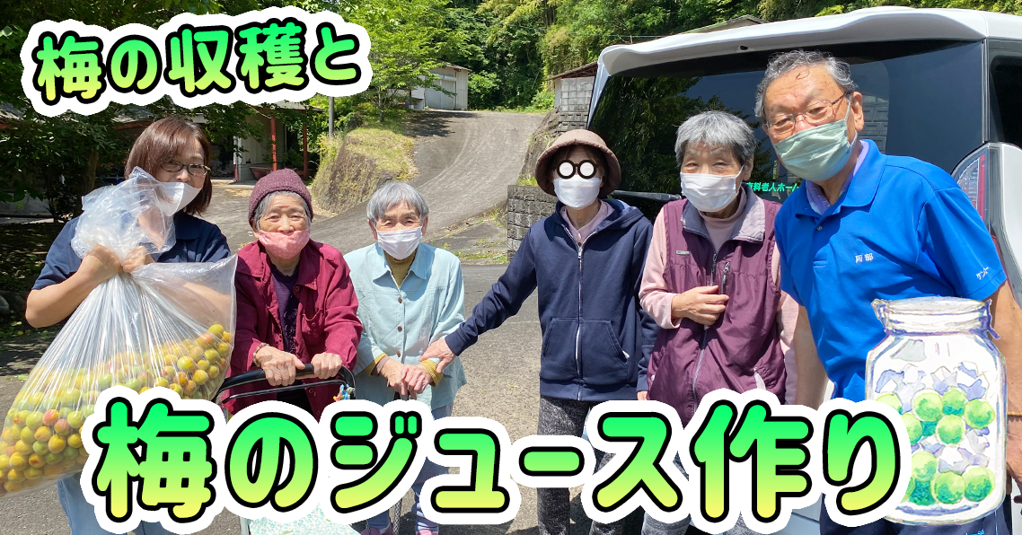 梅の収穫と梅ジュースづくり
