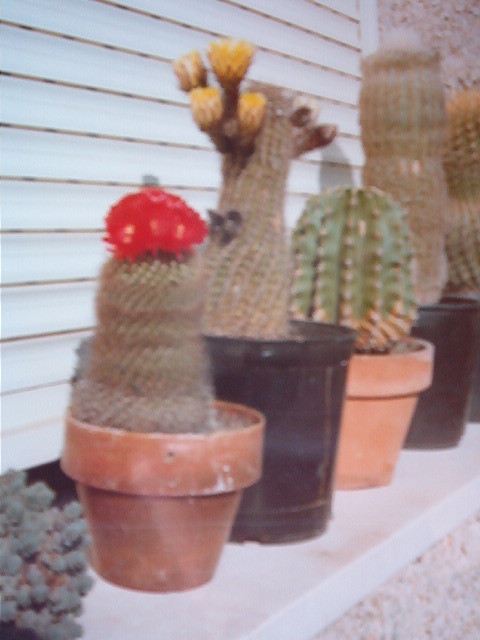 grupo cactus