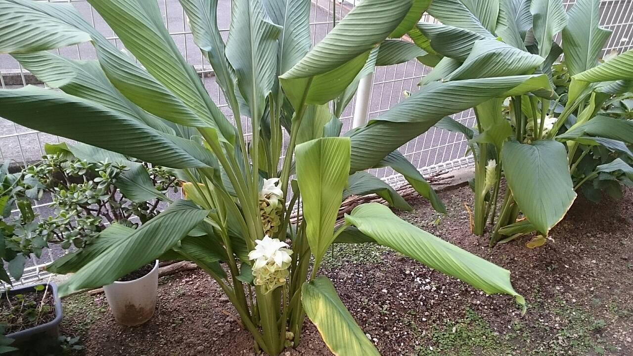 ウコンの花
