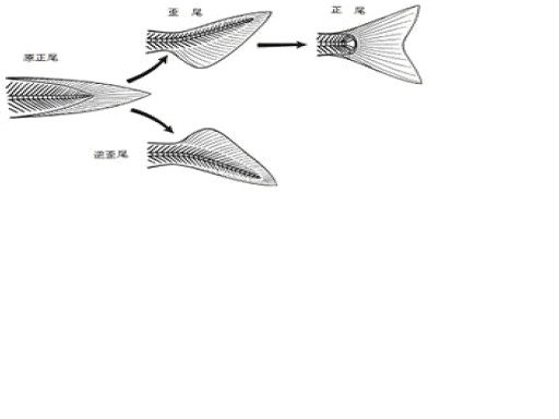 図２．　尾鰭の形状と進化　   　　　  　  From internet