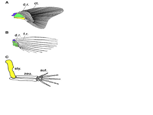 図３．脊椎動物の付属支骨格のモデル