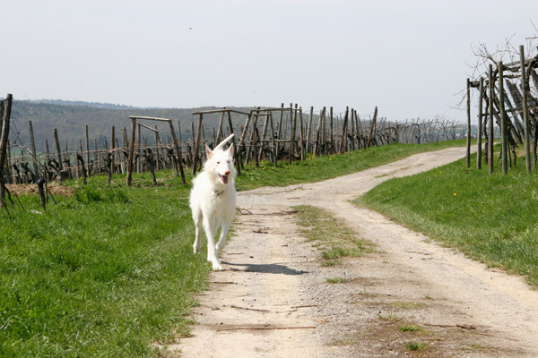 Ein Podenco auf einem Weinbergweg in Keltern