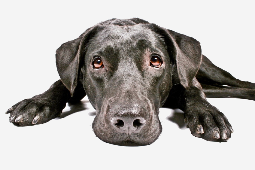 CHIROPRAKTIK für Hunde chiropraktikpferds Webseite!