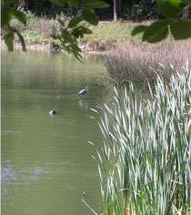 Héron des étangs de la foret de Meudon MP 10 septembre 2004