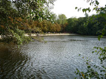 Etang de Saint Cucufa MP 3 octobre 2010