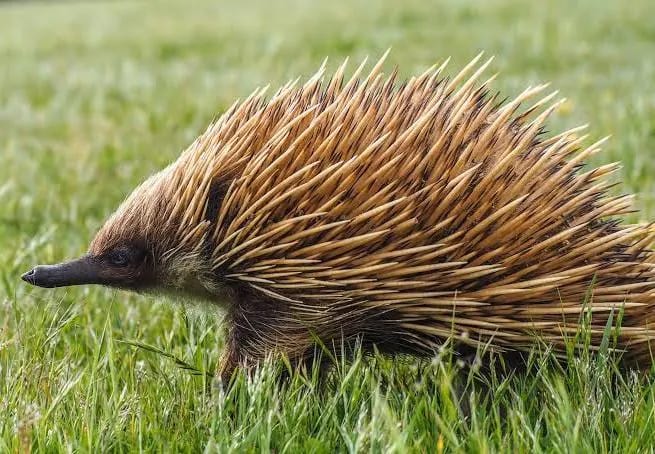 Quelle: Australian Geographic - Echidna - Ameisenigel