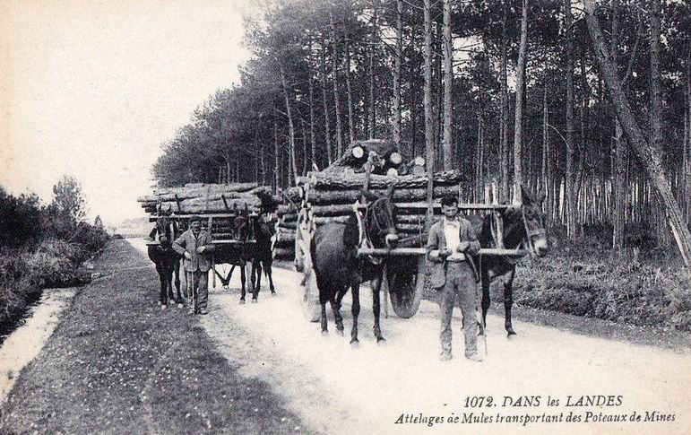 Attelage de mules transportant des poteaux de mines
