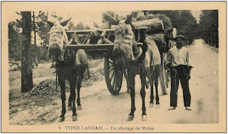 Un attelage de Mules
