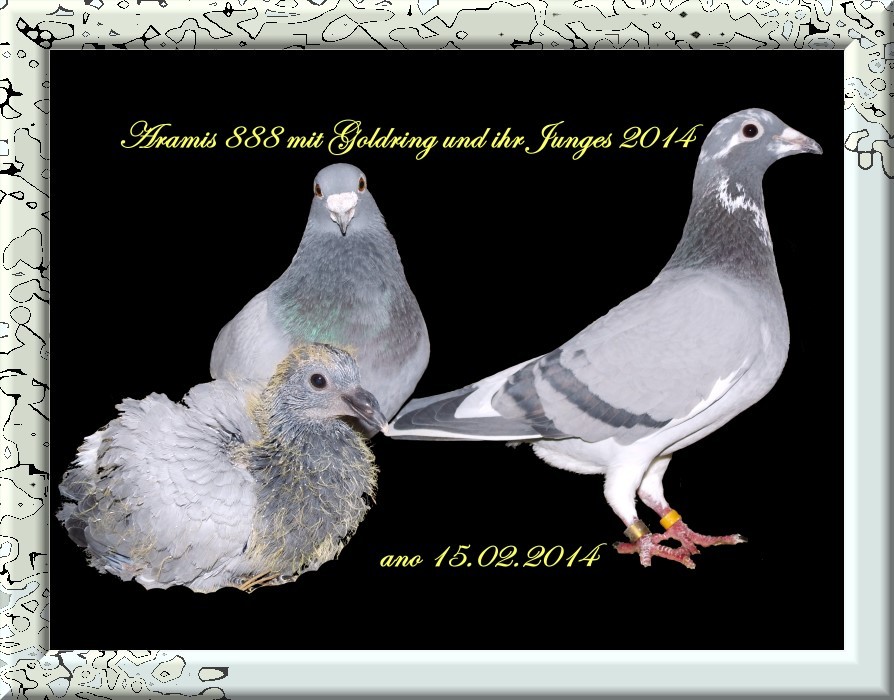 Das erste Junge von 2014 DV 01372-14-0388 Blau