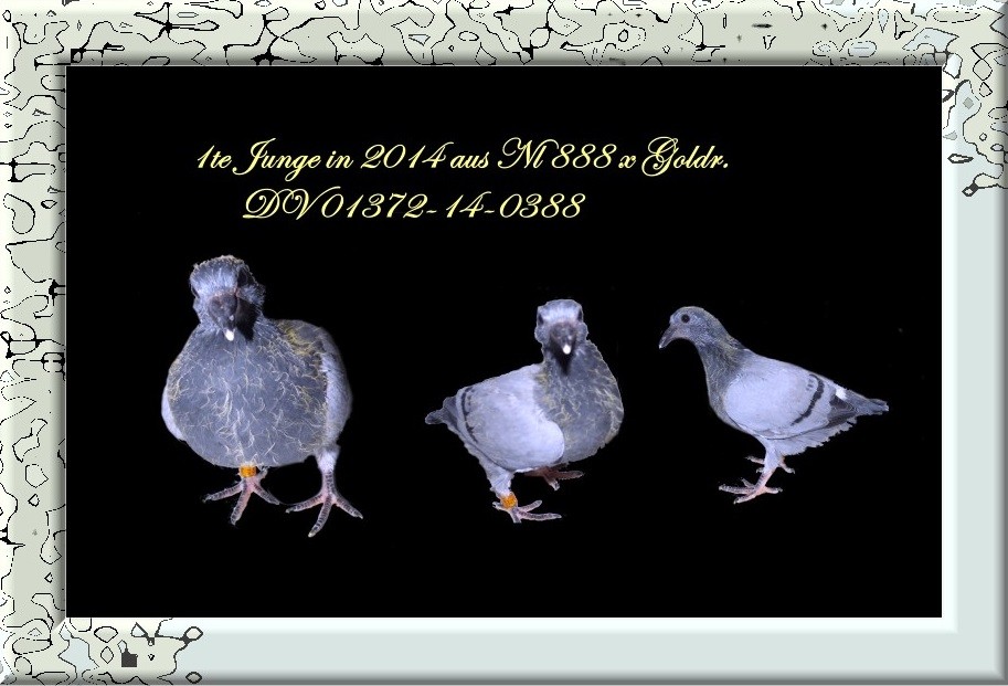 Das erste Junge von 2014 DV 01372-14-0388 Blau
