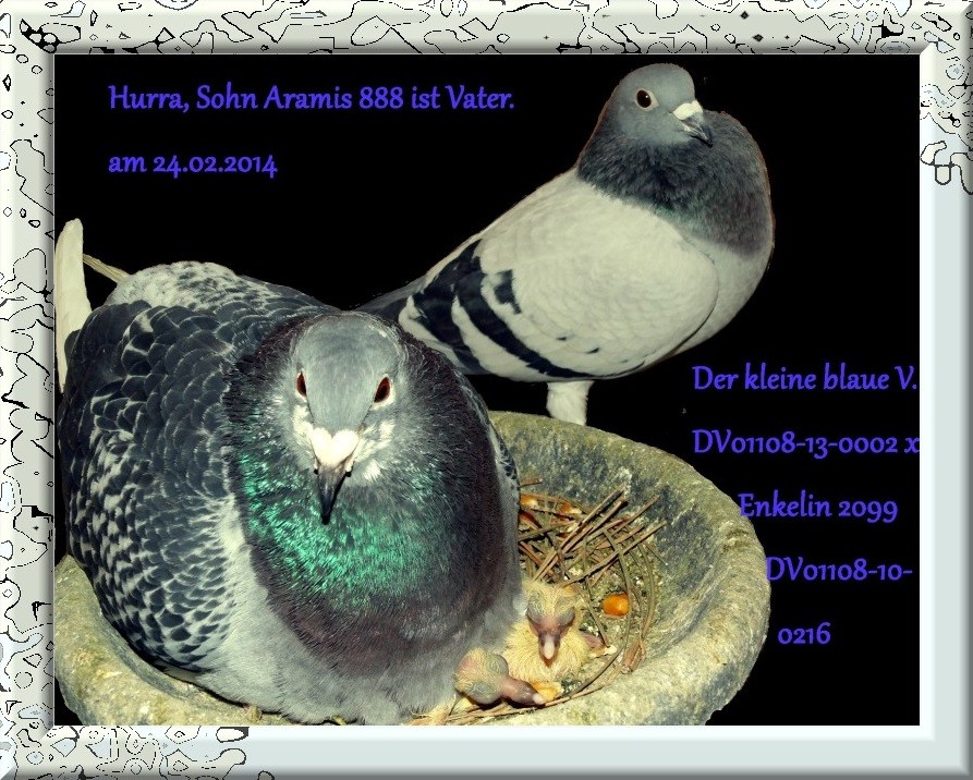 Sohn Musketier Aramis 888 mit Täubin