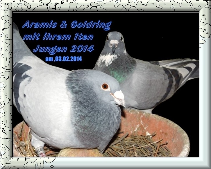 Musketier Aramis Nl 04-2097888 Blau Mit Goldring und sein Weibchen