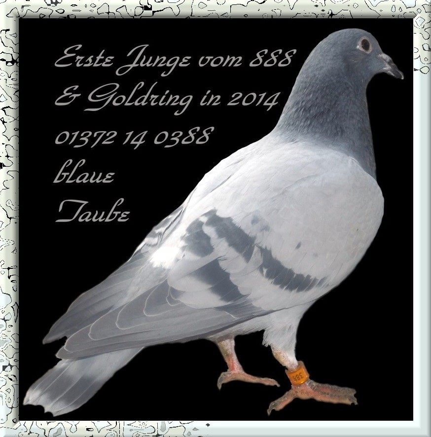 Junge Taube von NL 04-2097888=DV 01372-14-0388 Blau