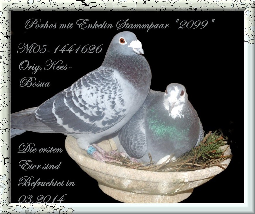 Musketier Porhos NL 05 1441626 mit Enkelin Stammpaar DV "2099"