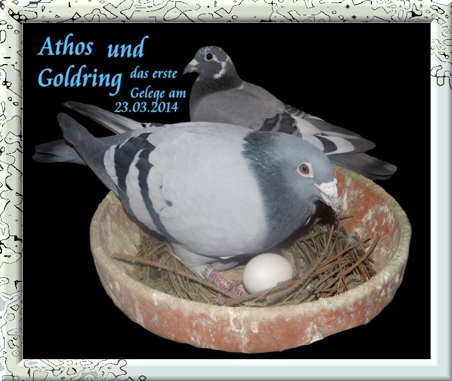 Athos mit Goldring erste Gelege am 23.03.2014.