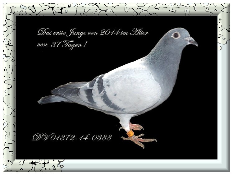 Junge Taube von NL 04-2097888=DV 01372-14-0388 Blau