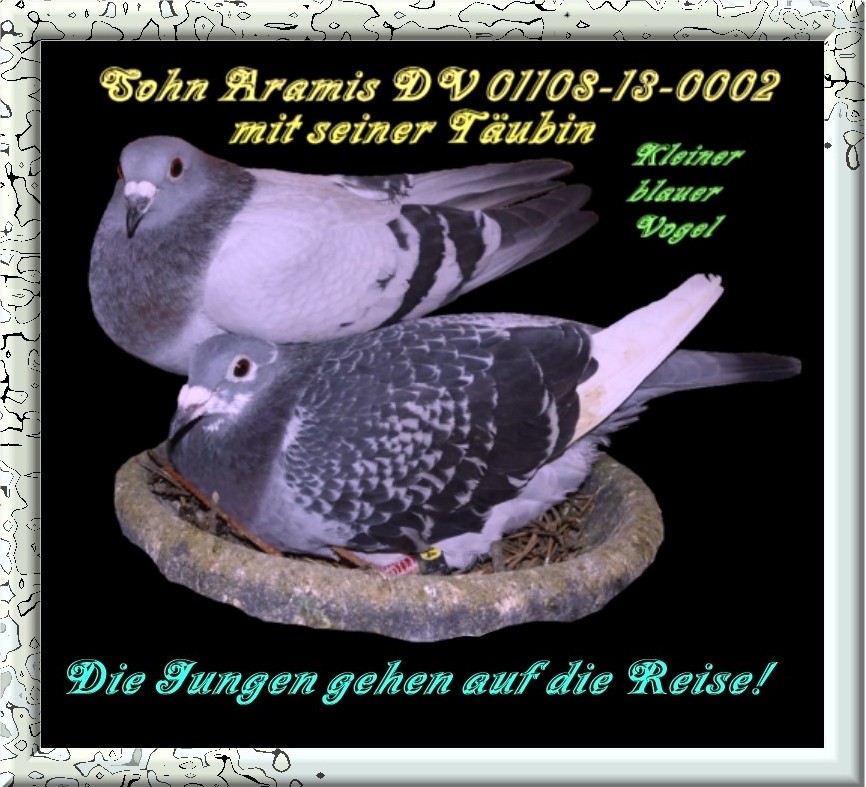 Sohn Musketier Aramis 888 mit Täubin