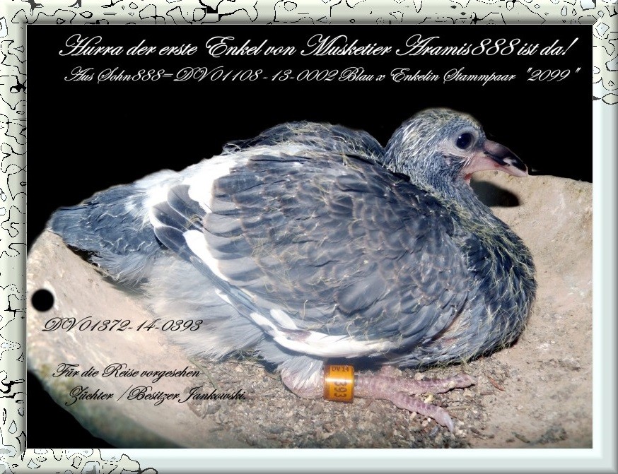 Der erste Enkel v.Musketier Aramis 888 DV 01372-14-0393 Geh scheck.