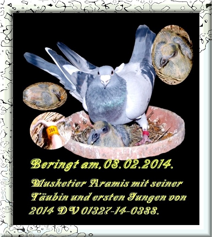 Musketier Aramis Nl 04-2097888 Blau