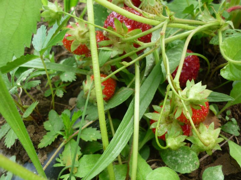 strawberries - our first crop