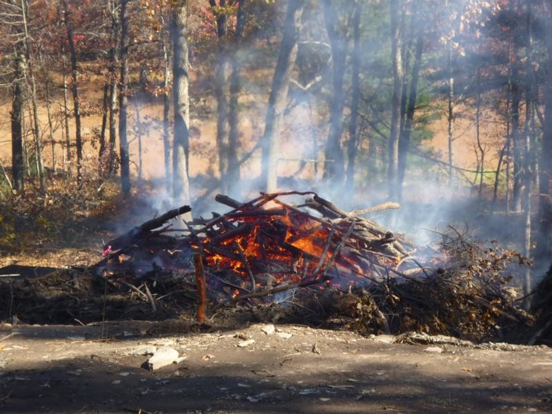 burning of the branches and some rootstock